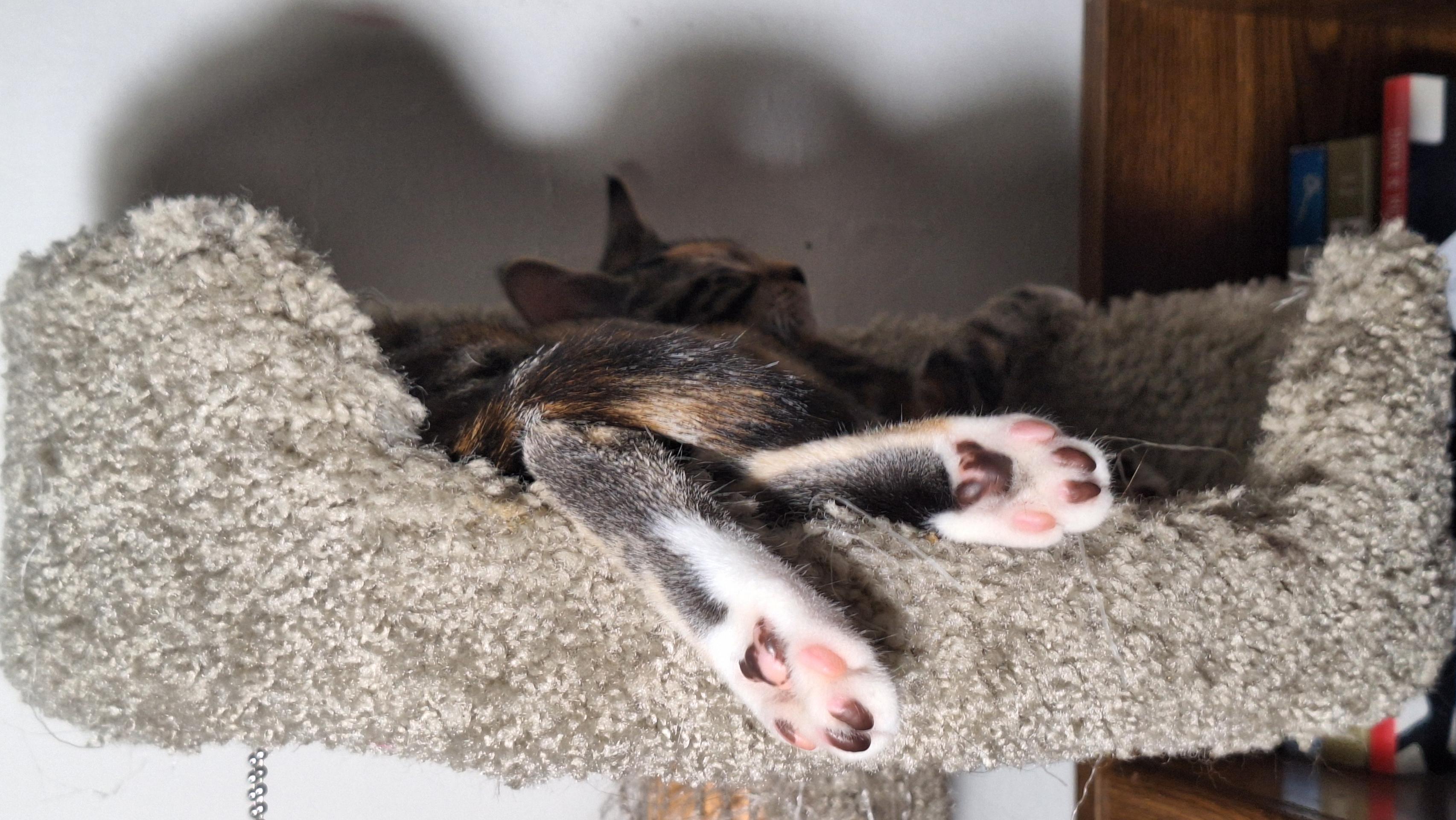 Juliet, a Adoptable mixed breed in Santa Monica, CA image 5/5