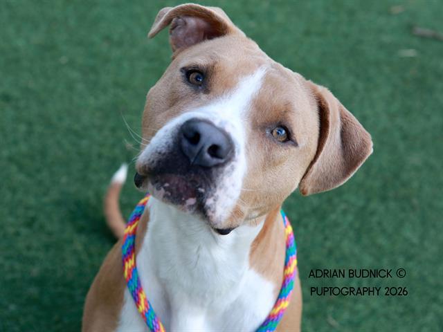 Cato, ADOPTABLE, Young Male Mixed Breed.