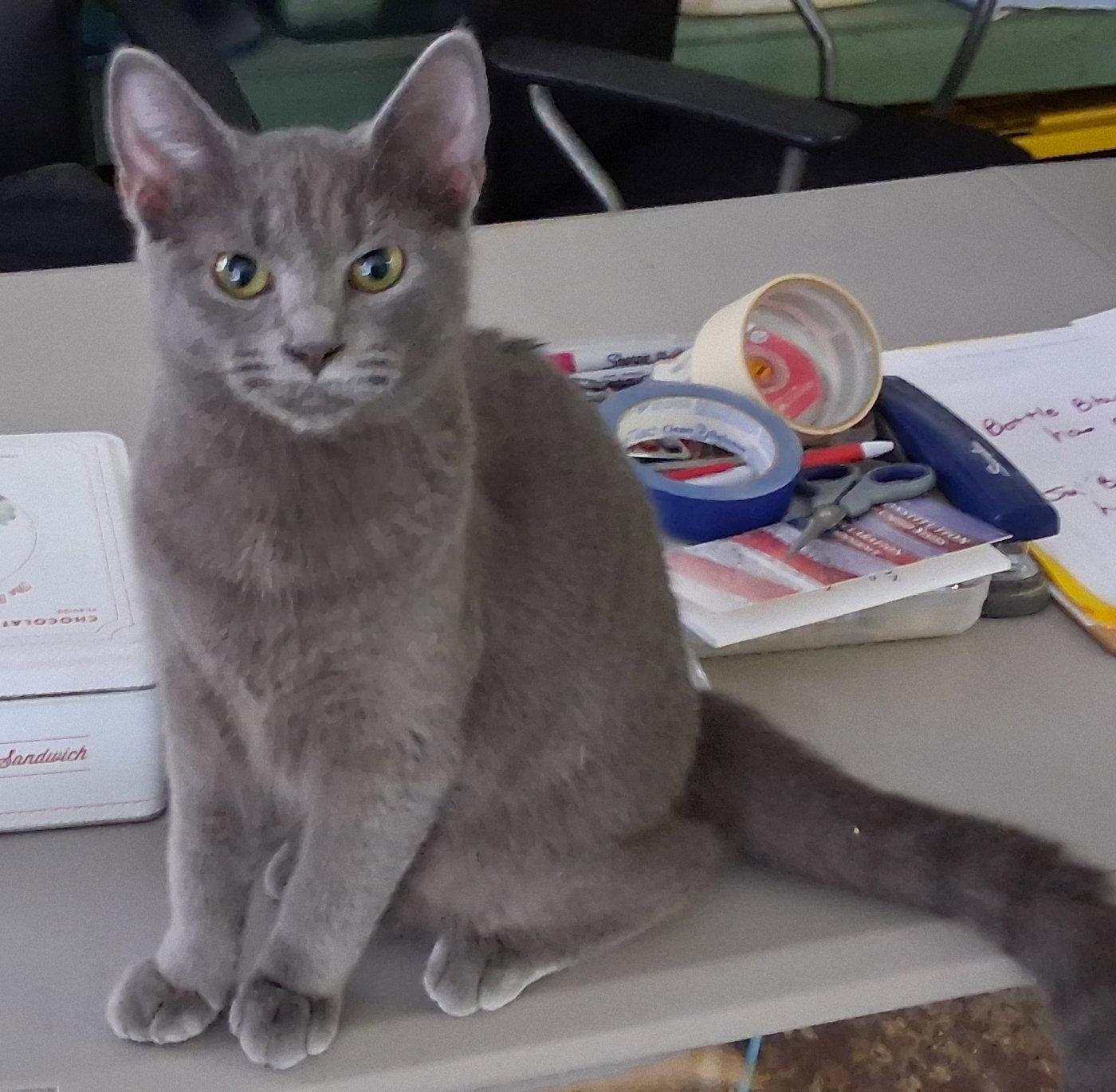 Wally, Adoptable, Kitten Male Domestic Medium Hair.
