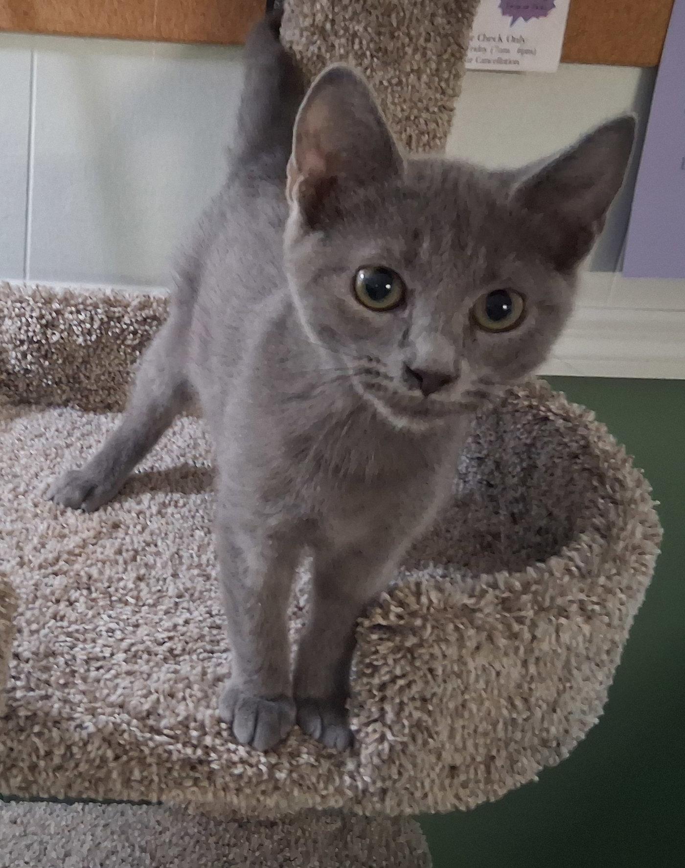 Wally, Adoptable, Kitten Male Siamese.