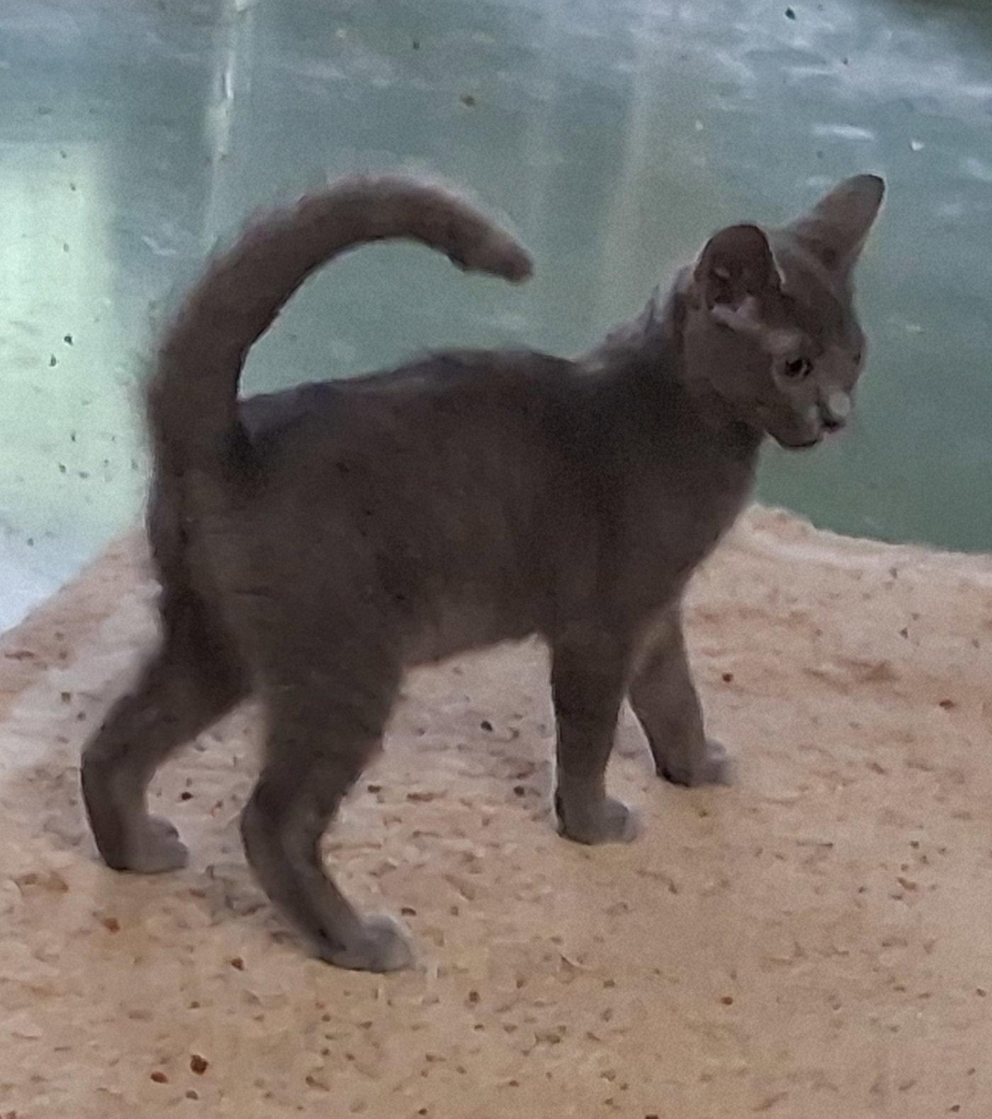 Enlarge Wally, a Adoptable Siamese in Mcconnelsville, OH image 2/3