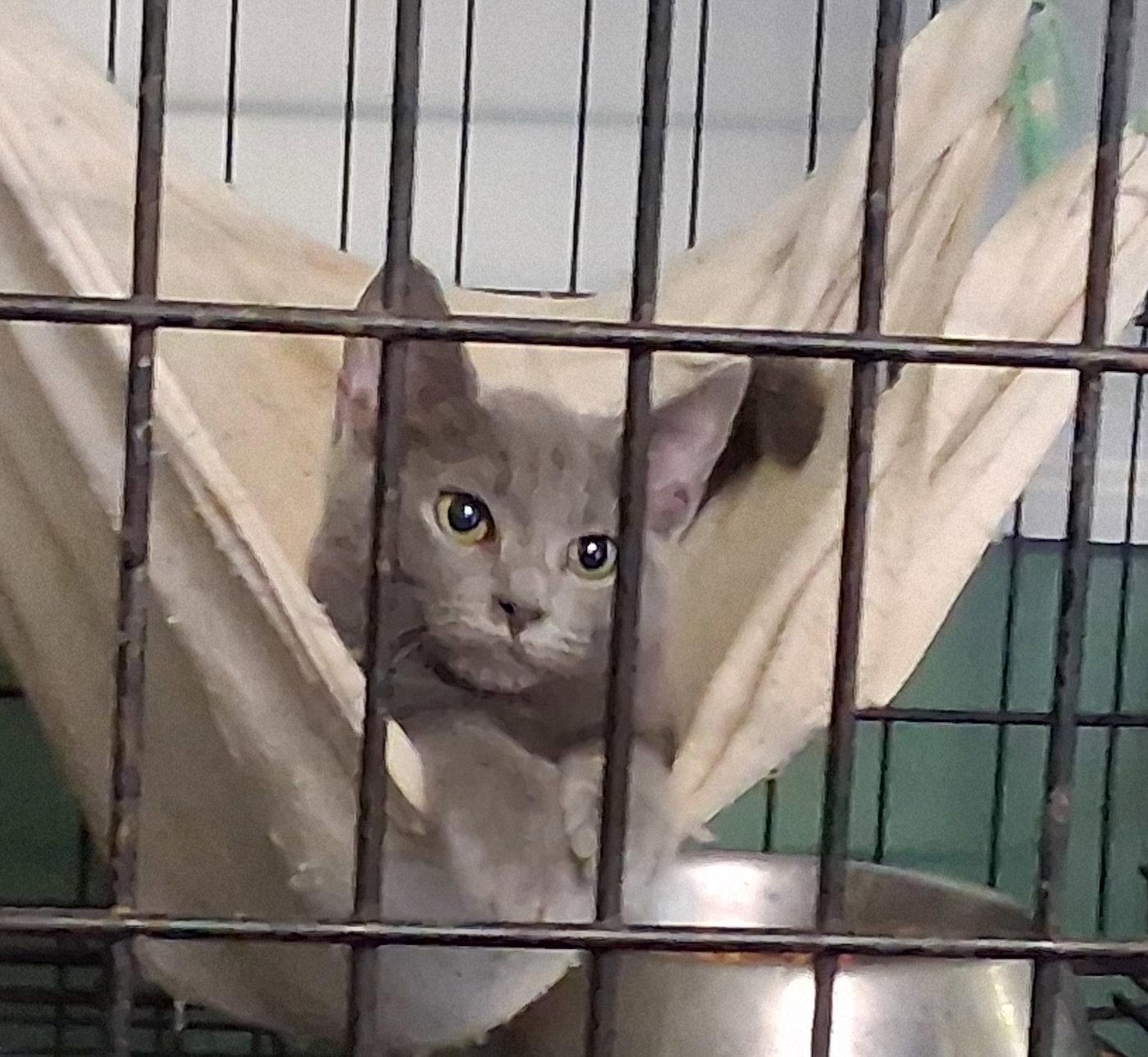 Enlarge Wally, a Adoptable Siamese in Mcconnelsville, OH image 3/3