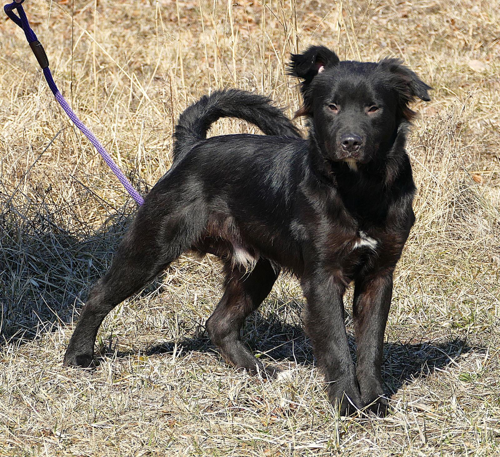 Boomer (courtesy post), Adopted, Young Male Retriever.