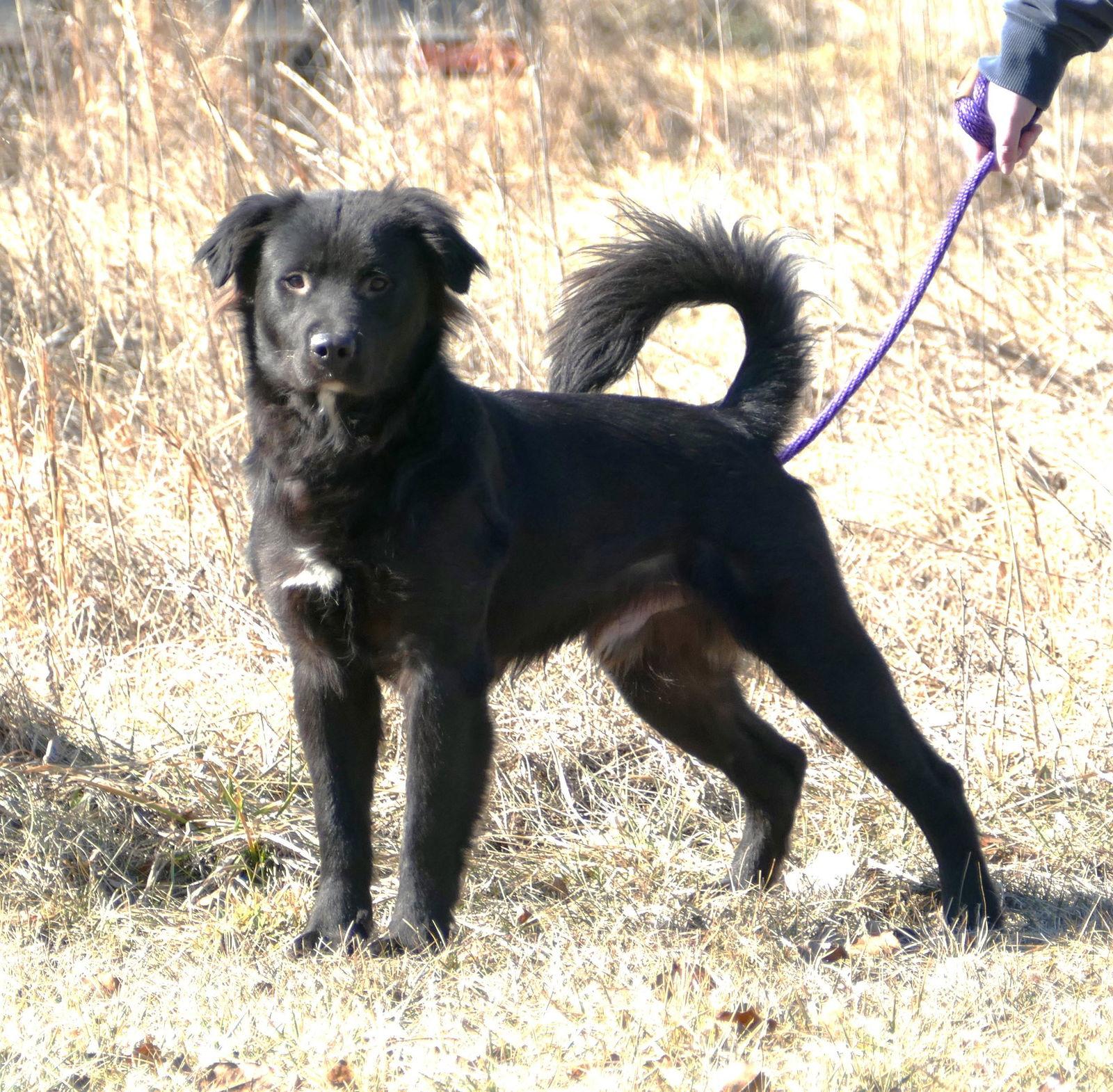 Enlarge Boomer (courtesy post), a Adopted Retriever in Pittsburgh, PA image 2/3