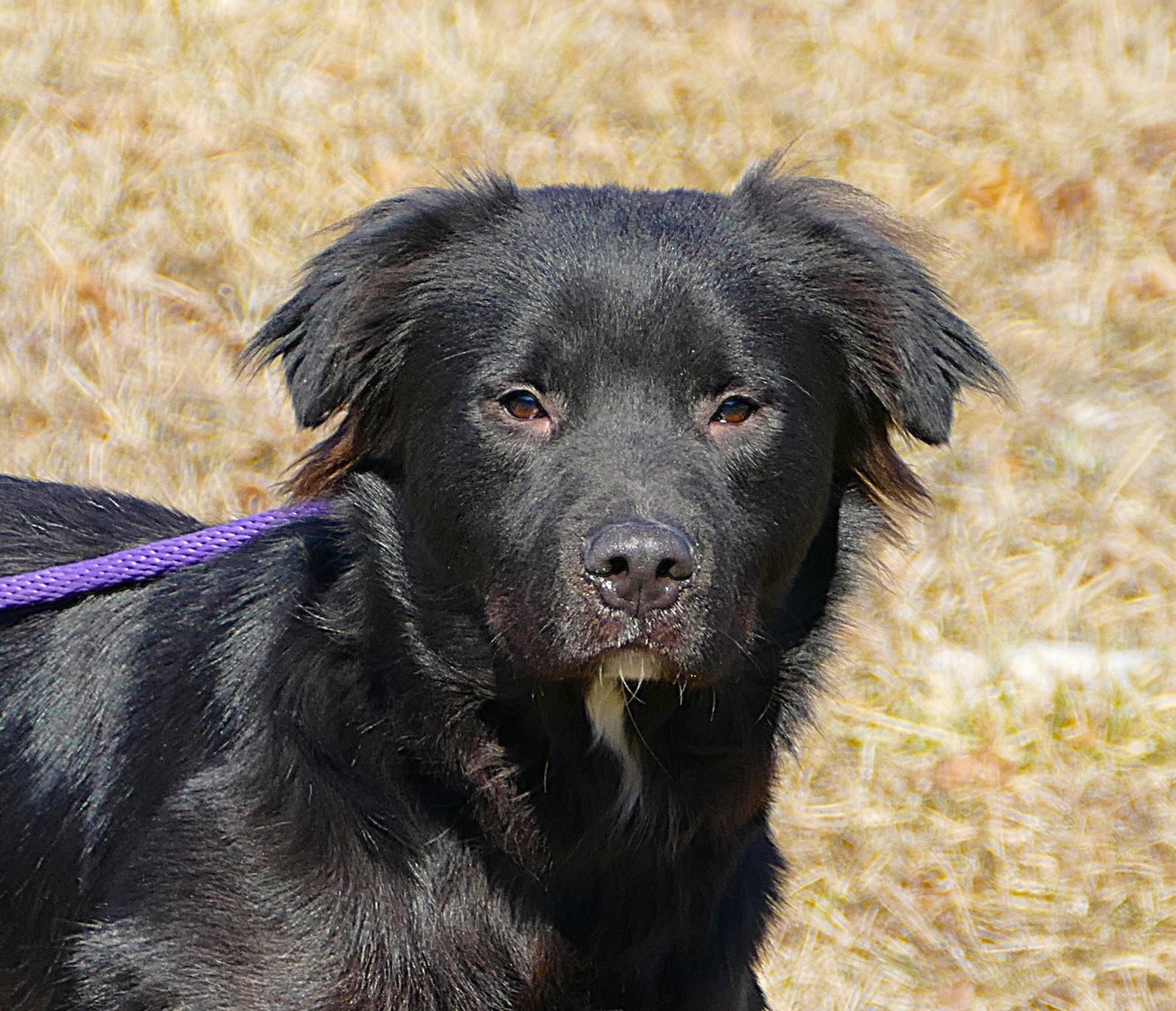 Enlarge Boomer (courtesy post), a Adopted Retriever in Pittsburgh, PA image 3/3