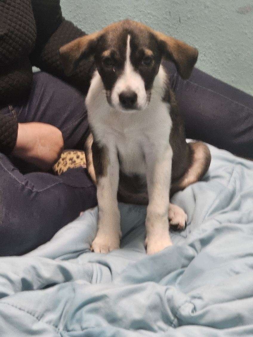Kirsten, Adopted, Puppy Female Great Pyrenees.