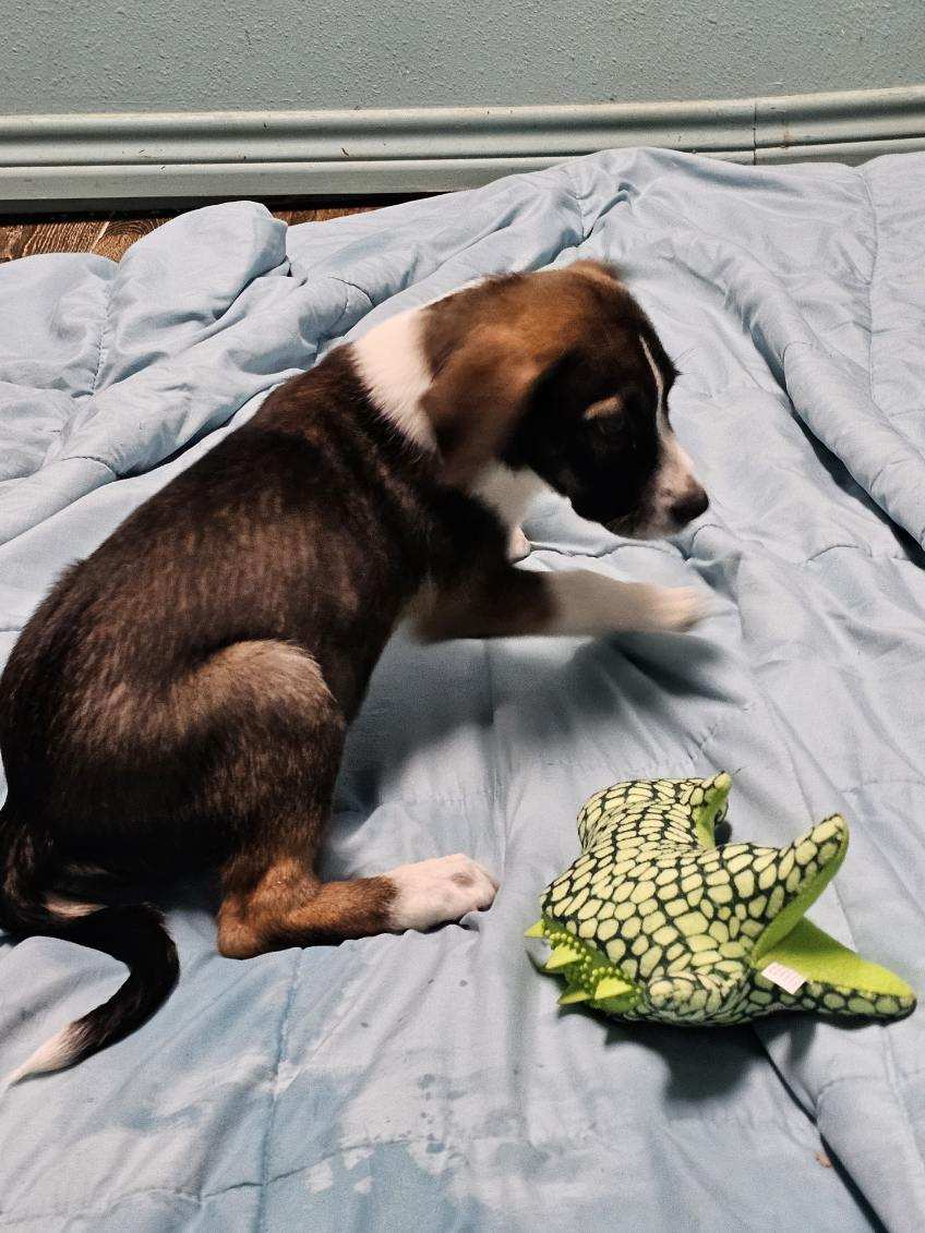 Enlarge Kirsten, a Adopted Great Pyrenees in Hearne, TX image 3/3