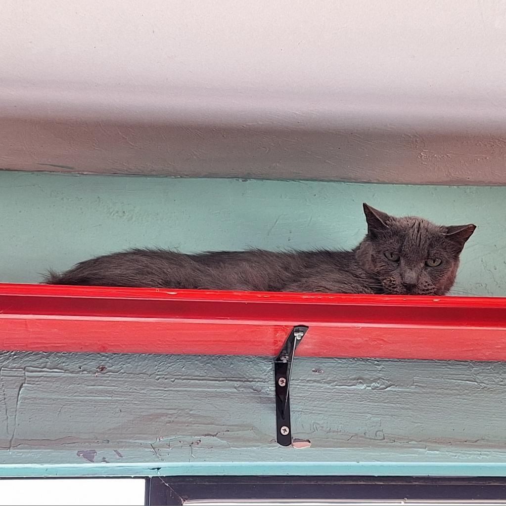 Enlarge Hank, a Adoptable Domestic Short Hair in Tucson, AZ image 1/1