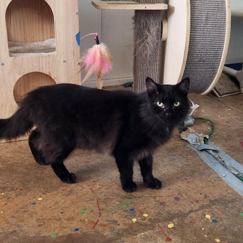 Rascal, Adoptable, Adult Male Domestic Long Hair.