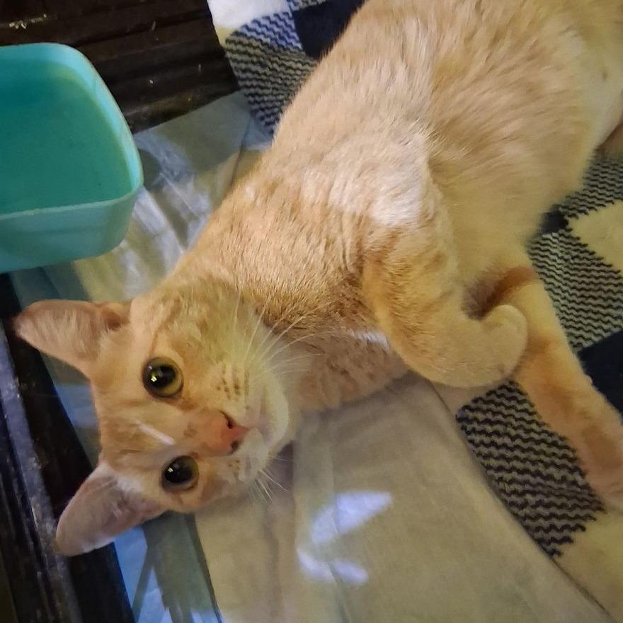 Enlarge Goldy, a Adoptable Domestic Short Hair in Boston, MA image 1/1