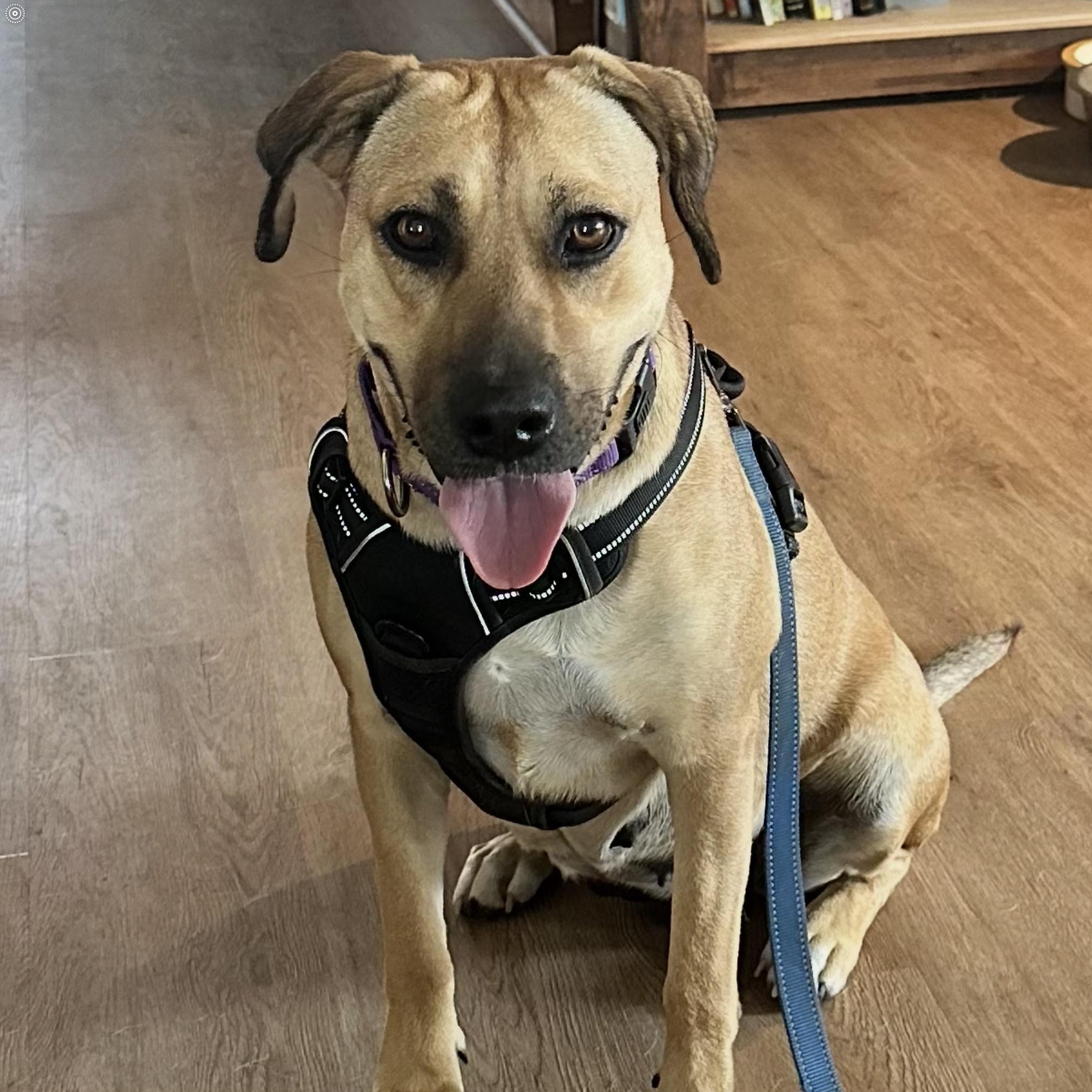 Enlarge Hazel, a Adoptable mixed breed in San Antonio, TX image 6/6