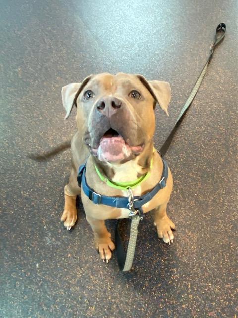 FREYA, Adoptable, Adult Female Pit Bull Terrier.