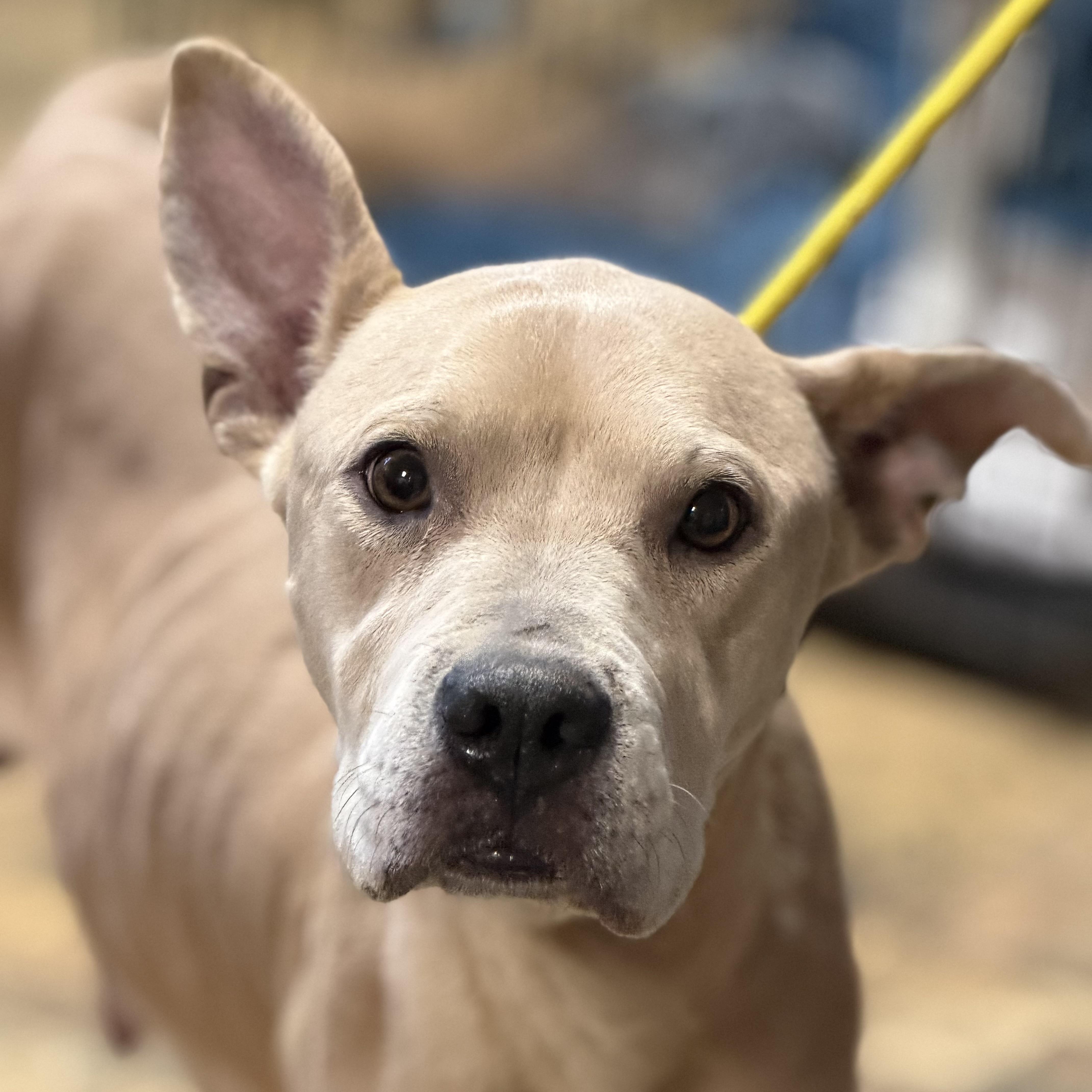 Olive Ridley — thumbnail 4