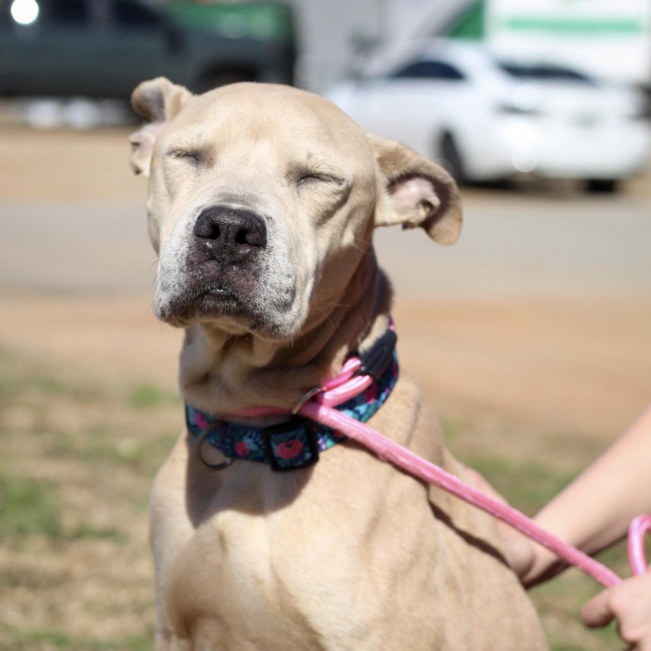 Olive Ridley — thumbnail 5