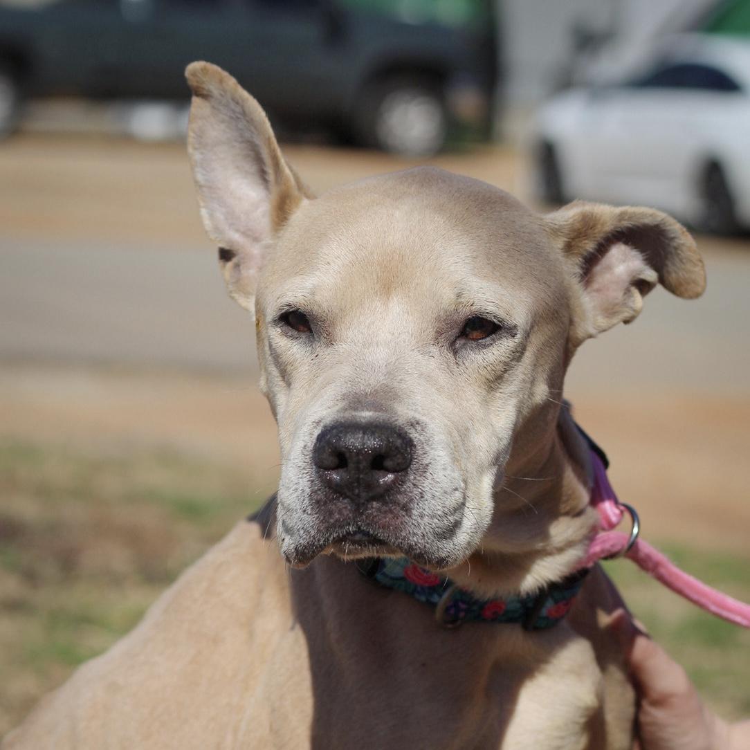 Olive Ridley — thumbnail 6