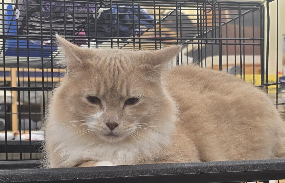 Firestone, Adoptable, Young Male Domestic Short Hair.