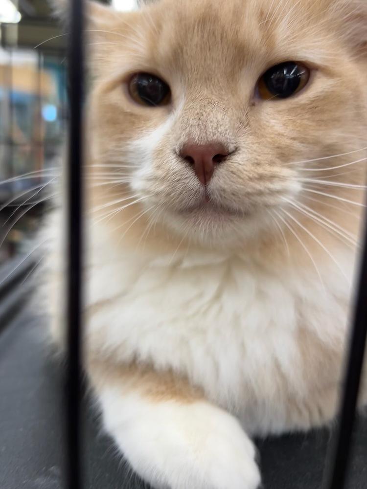 Enlarge Firestone, a Adoptable Domestic Short Hair in Kinston, NC image 2/3