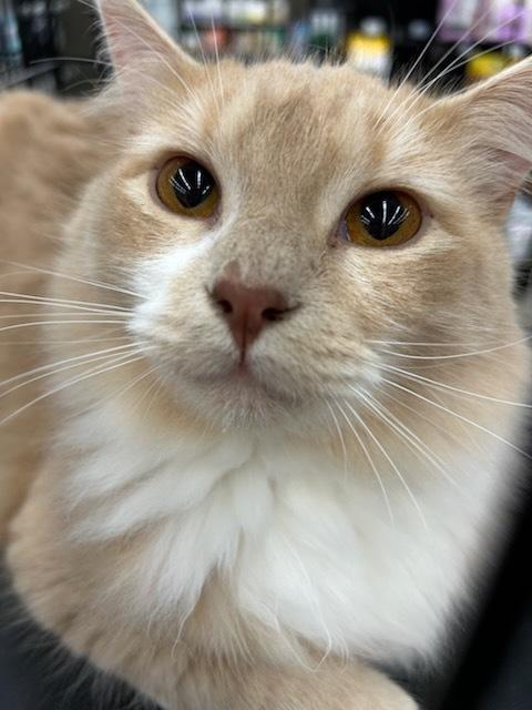 Enlarge Firestone, a Adoptable Domestic Short Hair in Kinston, NC image 3/3