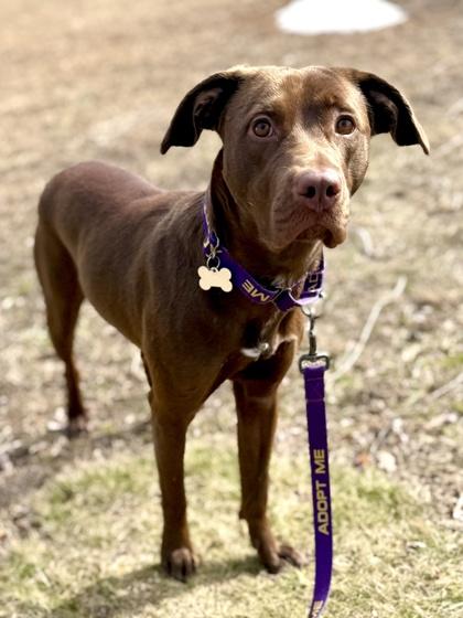 River, Adoptable, Young Female Pit Bull Terrier & Mixed Breed.