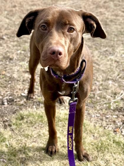 Enlarge River, a Adoptable mixed breed in King William, VA image 2/3
