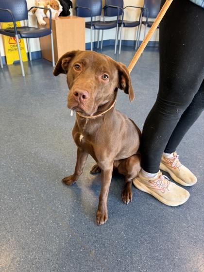 Enlarge River, a Adoptable mixed breed in King William, VA image 3/3