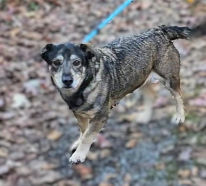 Enlarge Jetta (40 lbs), a ADOPTABLE mixed breed in Mississauga, ON image 4/6