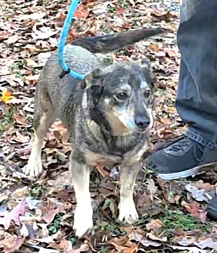 Enlarge Jetta (40 lbs), a ADOPTABLE mixed breed in Mississauga, ON image 3/6