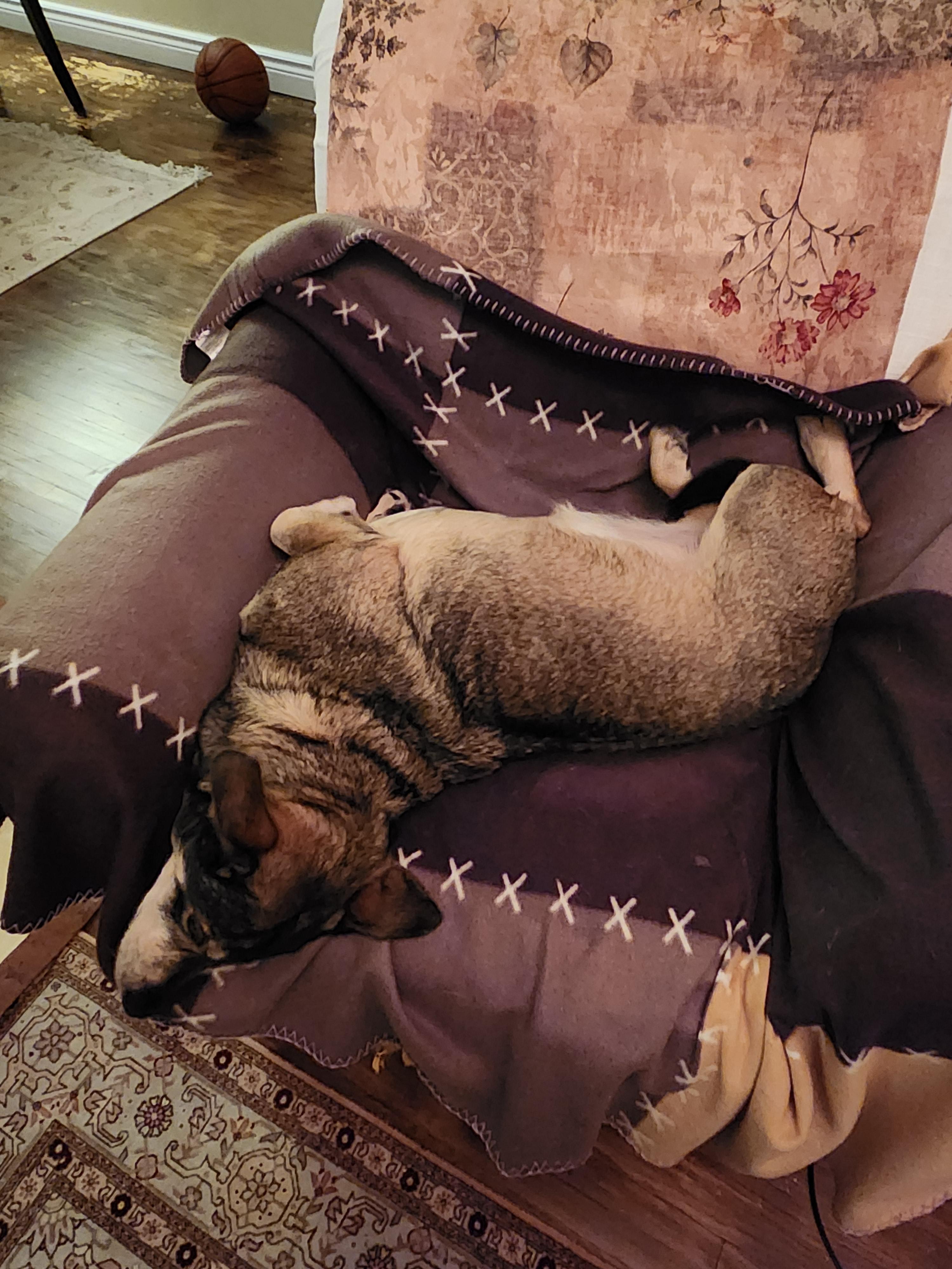 Enlarge Jetta (40 lbs), a ADOPTABLE mixed breed in Mississauga, ON image 5/6