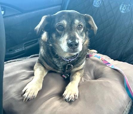 Enlarge Jetta (40 lbs), a ADOPTABLE mixed breed in Mississauga, ON image 1/6