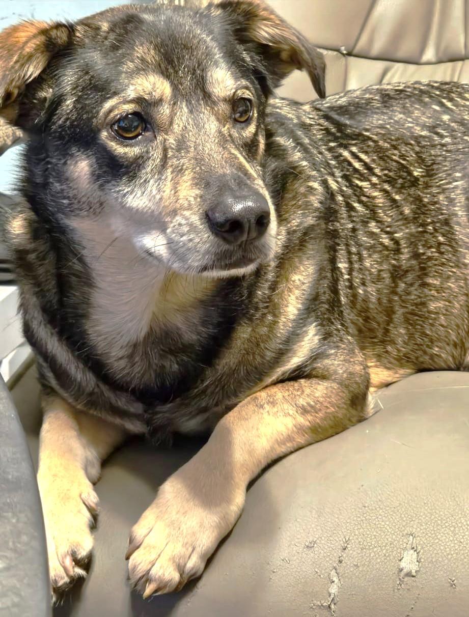 Enlarge Jetta (40 lbs), a ADOPTABLE mixed breed in Mississauga, ON image 2/6