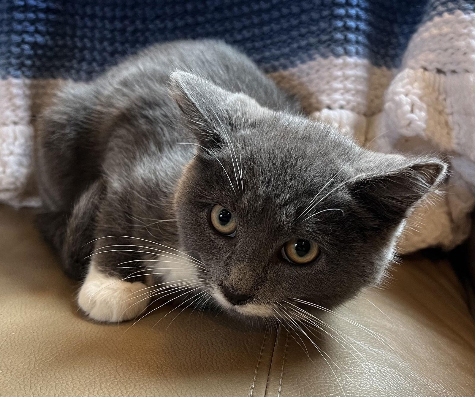 BB, Adoptable, Young Male Domestic Short Hair.