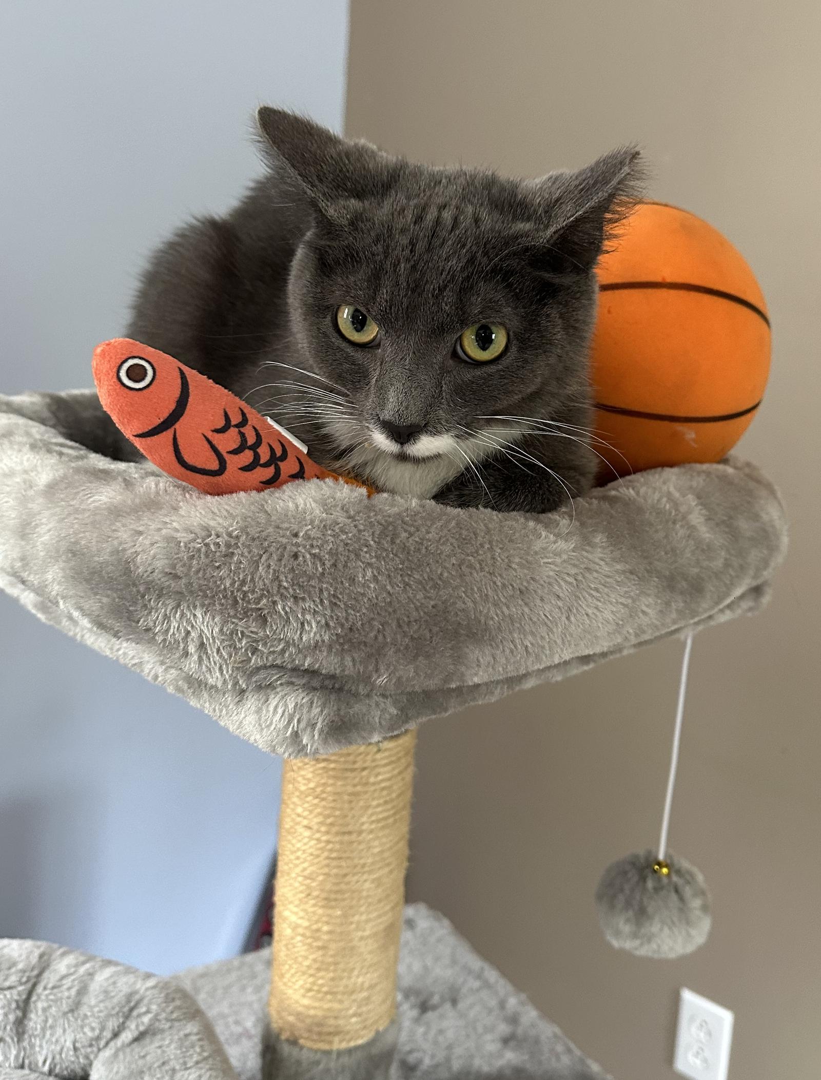 Enlarge BB, a Adopted Domestic Short Hair in Elkins, WV image 2/3