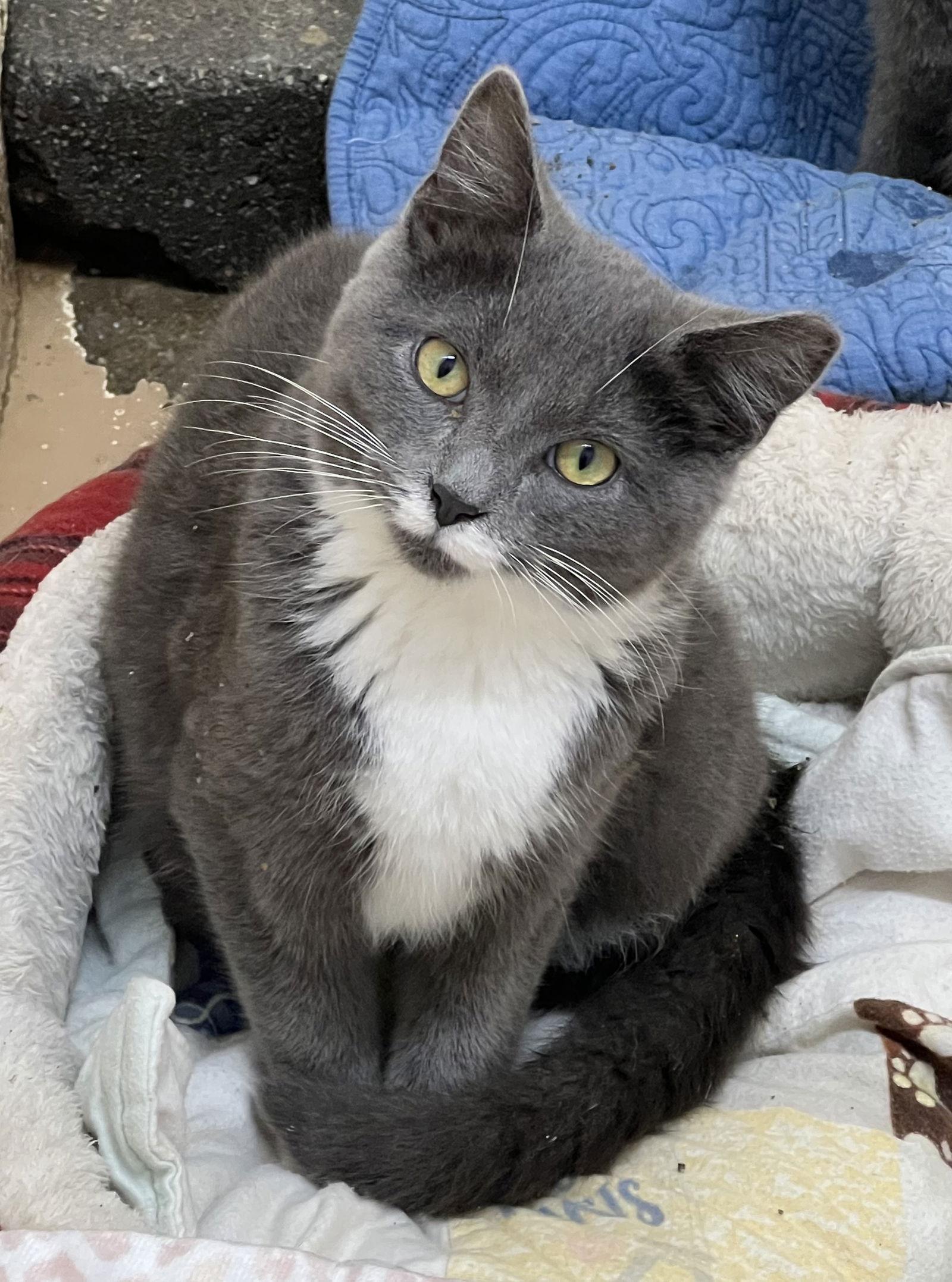 Enlarge BB, a Adoptable Domestic Short Hair in Elkins, WV image 2/2