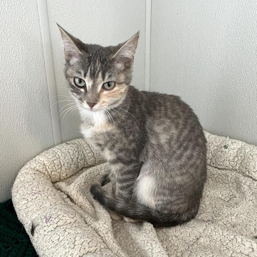 Enlarge Vicky, a Adoptable Domestic Short Hair in North Battleford, SK image 1/1