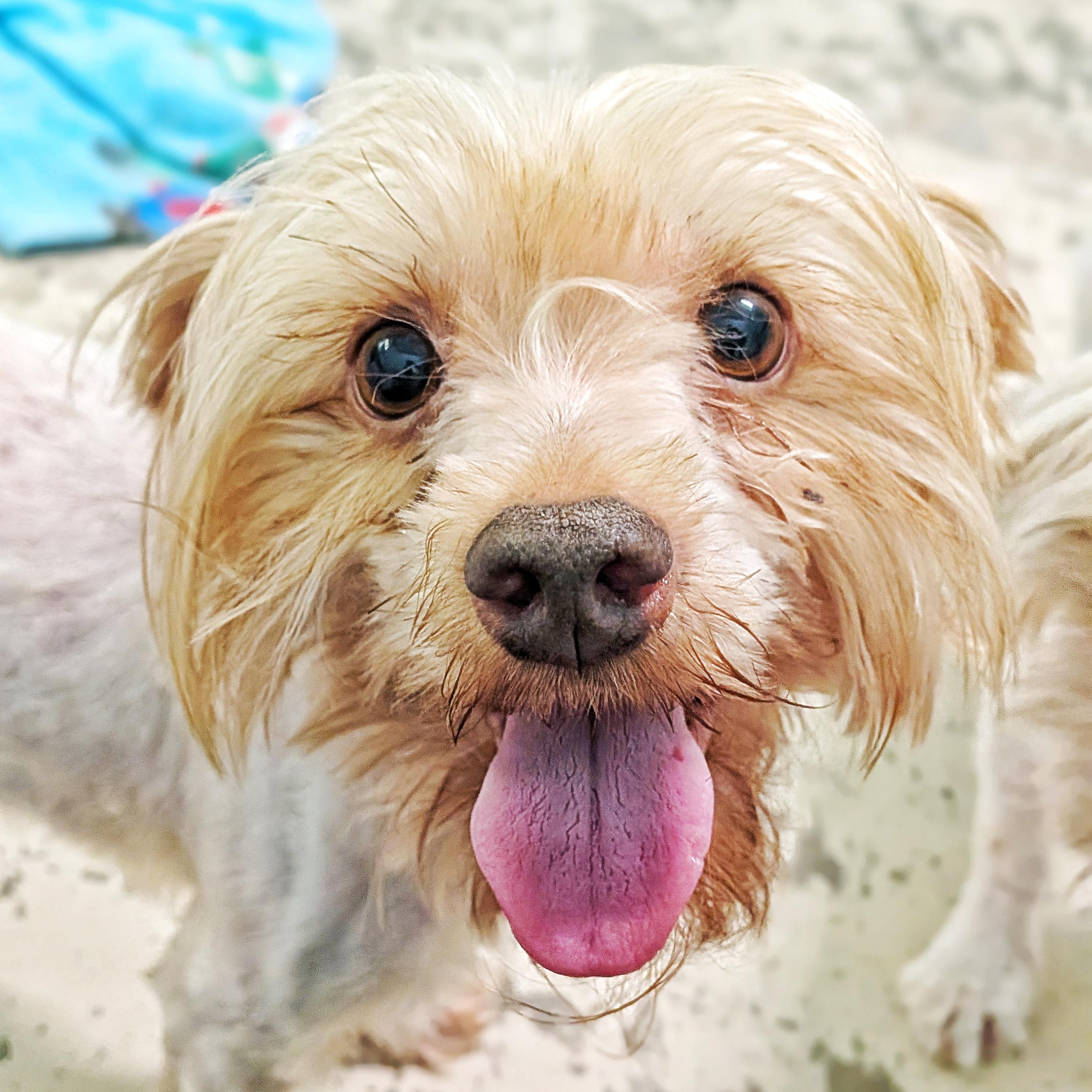 Brooks, adopted, Young Male Yorkshire Terrier & Lhasa Apso.