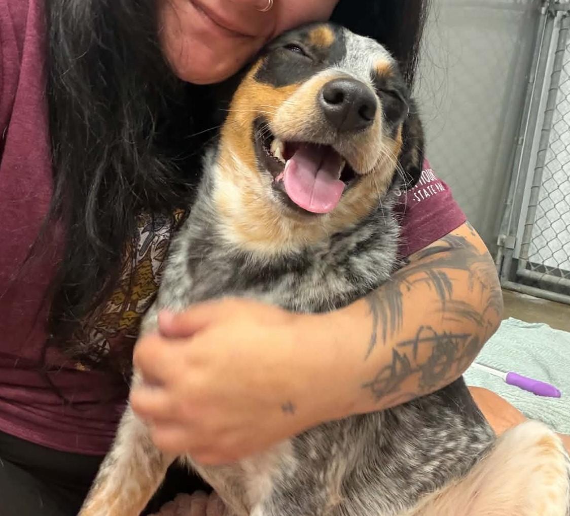 Enlarge Winnie, a Adopted mixed breed in Kalamazoo, MI image 1/4