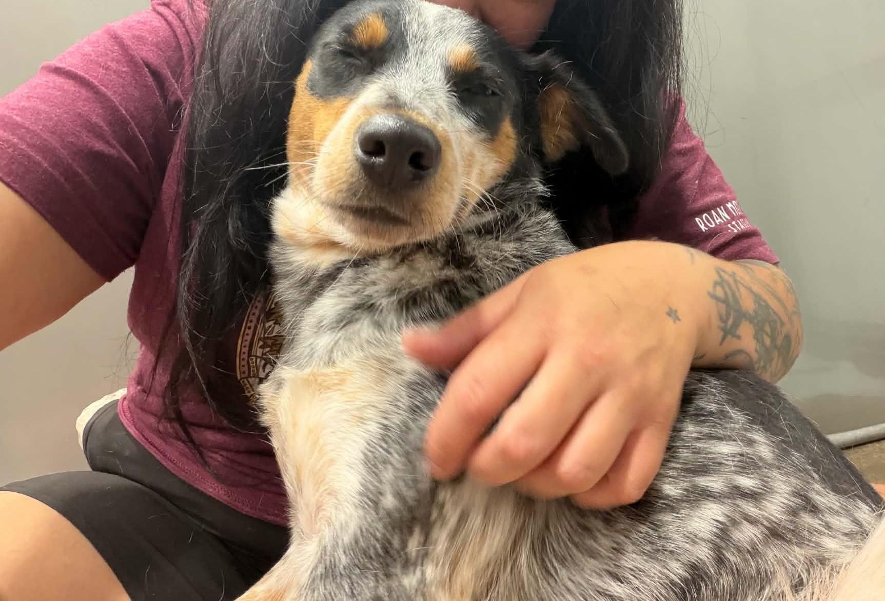 Enlarge Winnie, a Adopted mixed breed in Kalamazoo, MI image 2/4