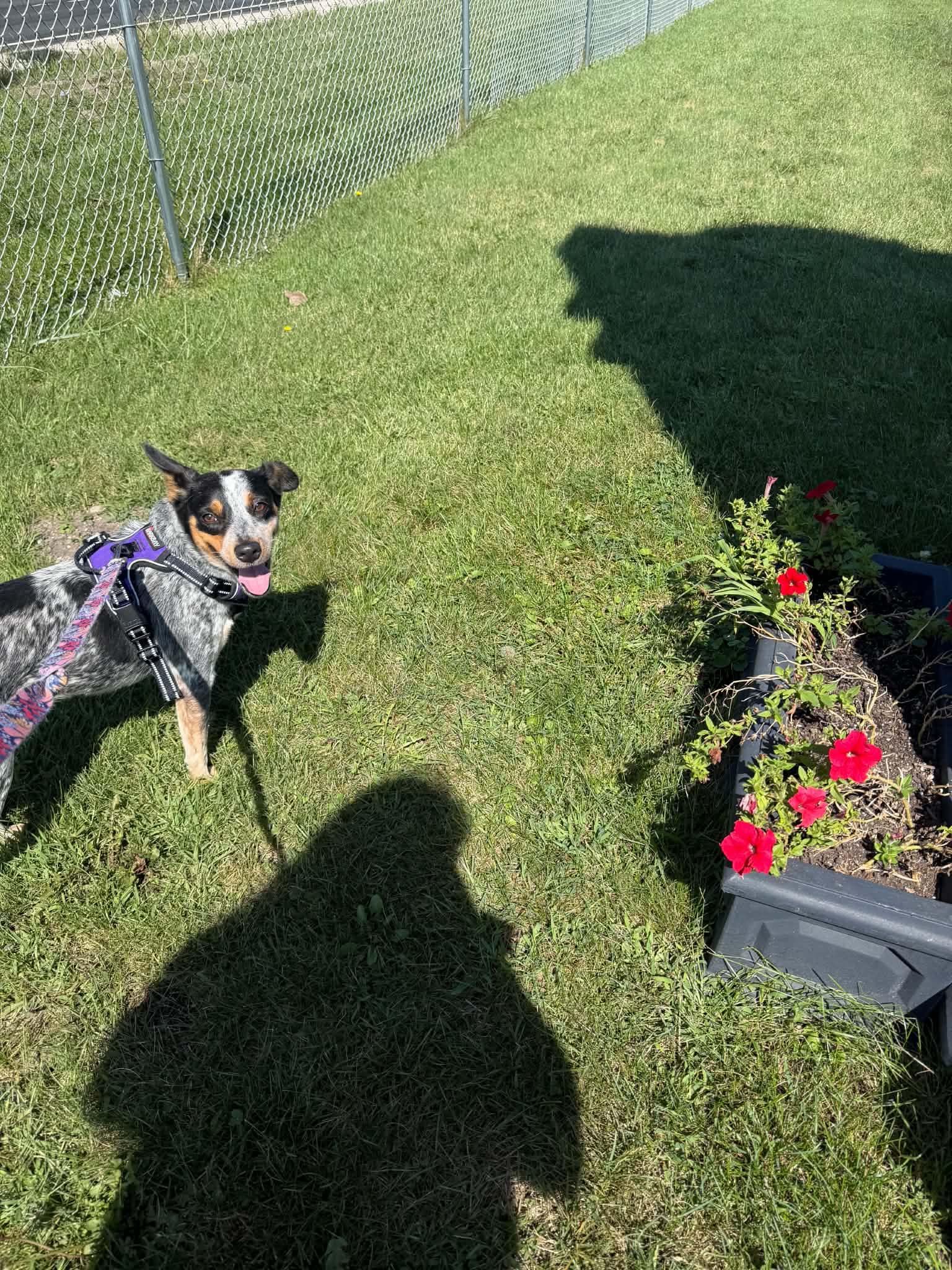 Enlarge Winnie, a Adopted mixed breed in Kalamazoo, MI image 4/4