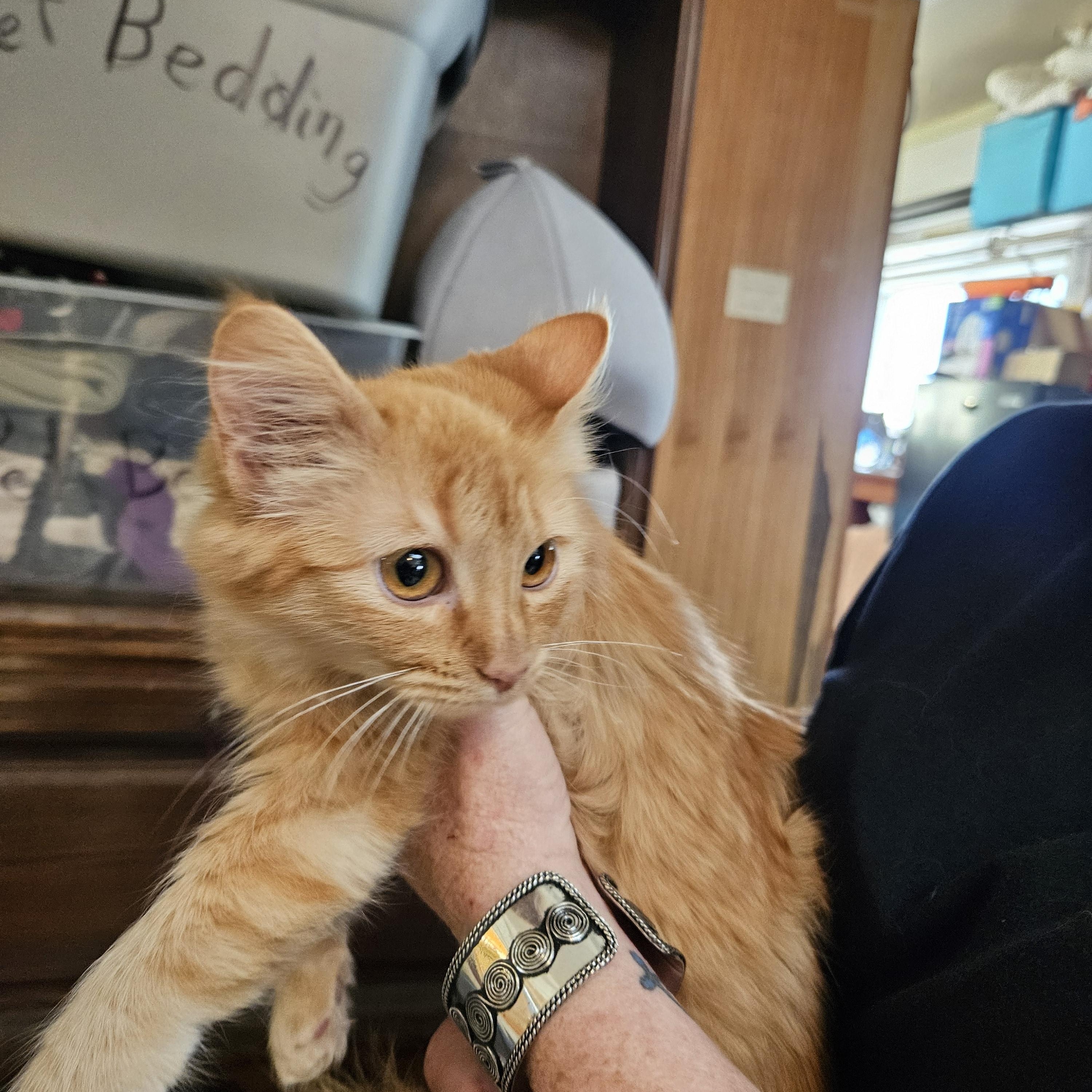 Knoxie, a Adopted Domestic Medium Hair in Alpine, TX image 1/2