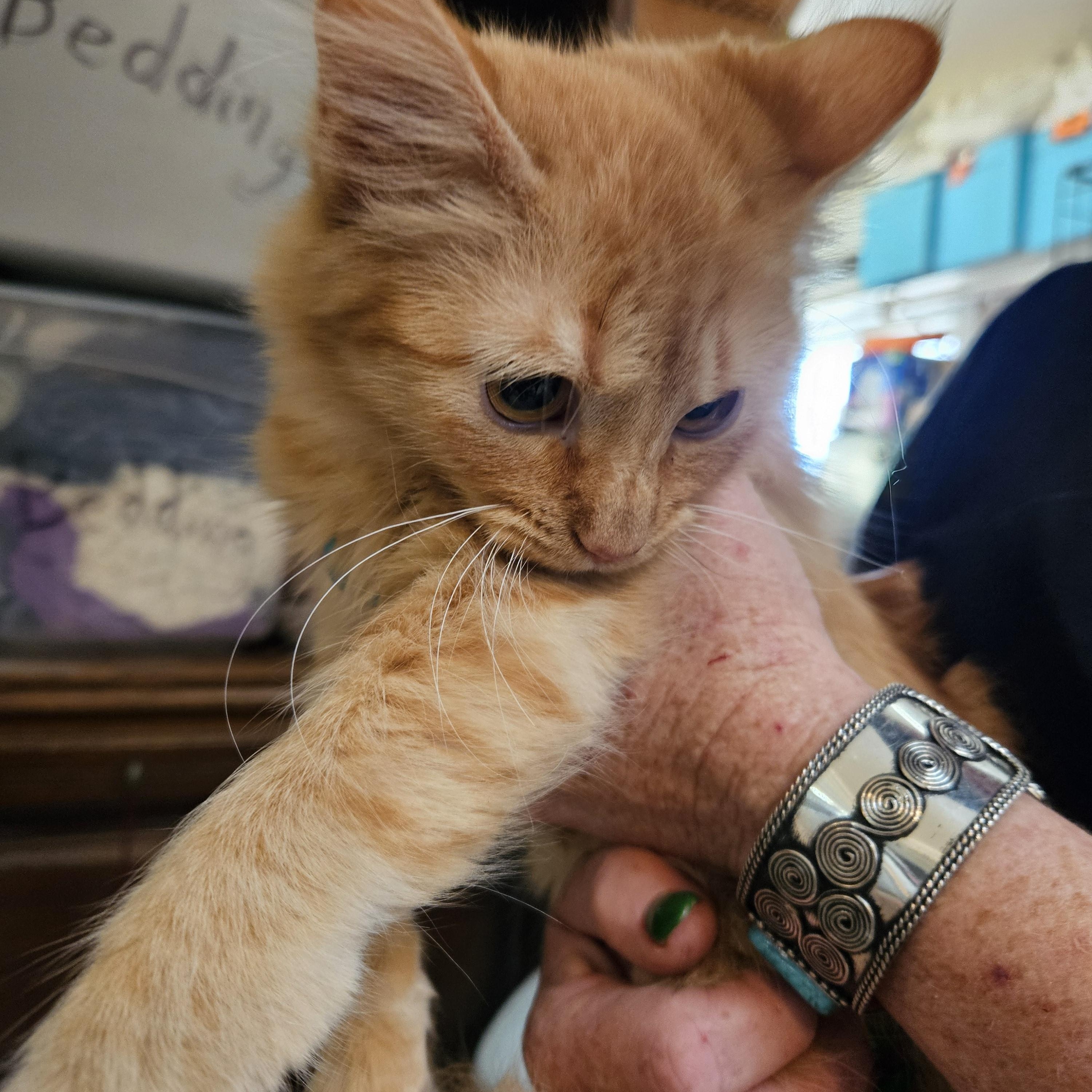 Knoxie, a Adopted Domestic Medium Hair in Alpine, TX image 2/2