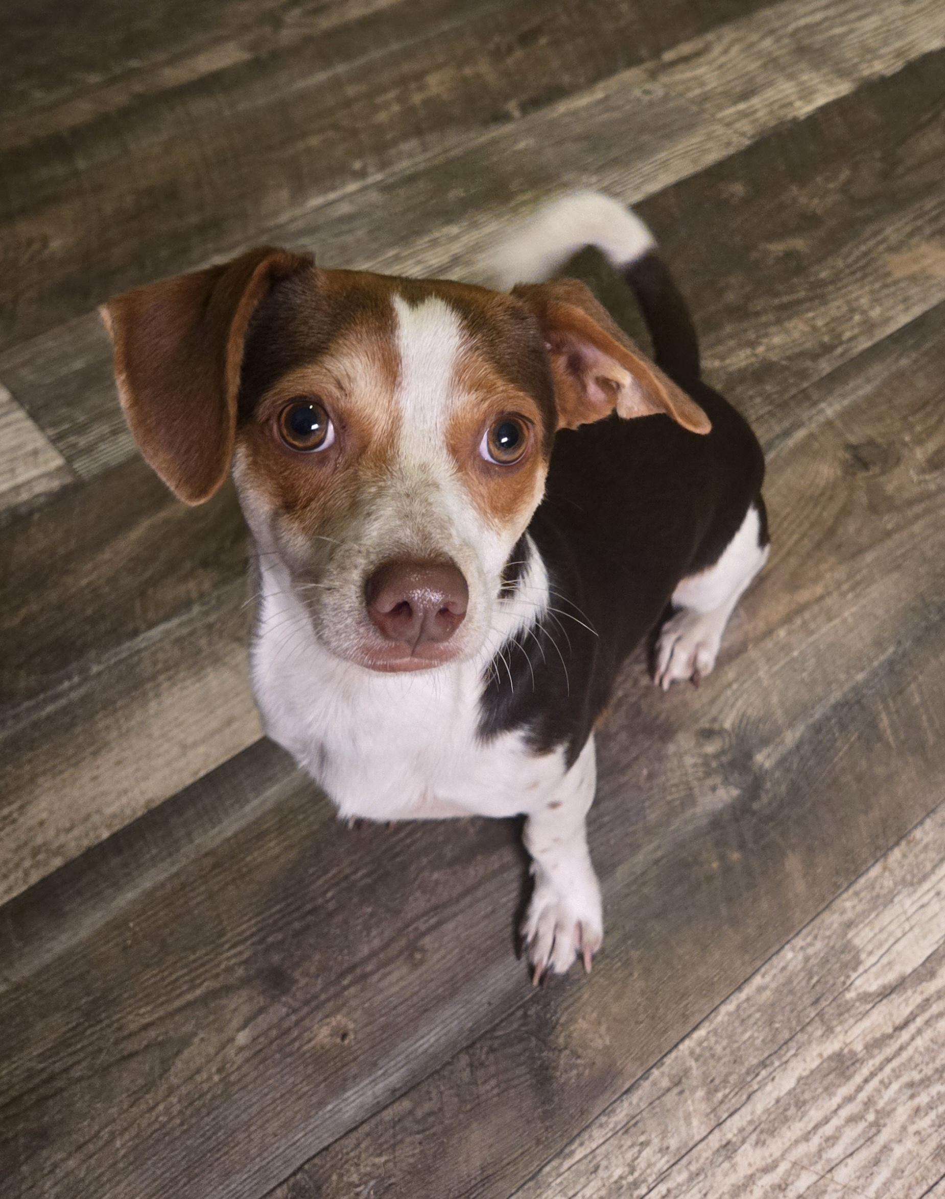 Enlarge Felix, a Adoptable mixed breed in Temple, TX image 1/3