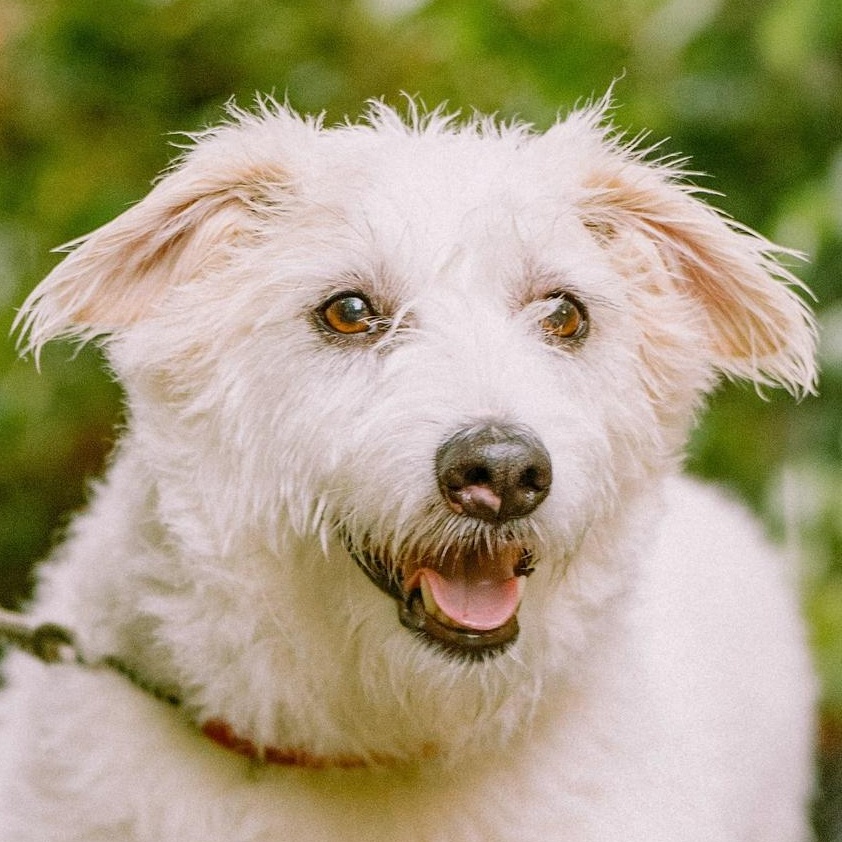 Enlarge Mr. One of a Kind Alvin, a Adoptable mixed breed in Vancouver, BC image 5/6