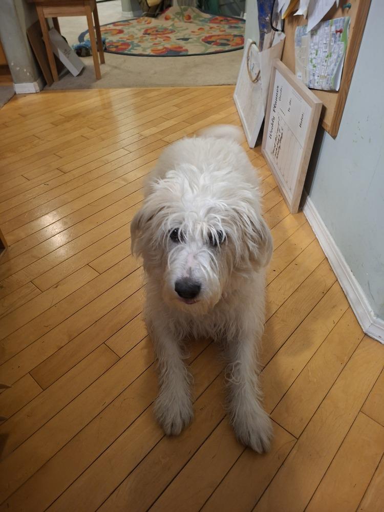 Enlarge Mr. One of a Kind Alvin, a Adoptable mixed breed in Vancouver, BC image 6/6