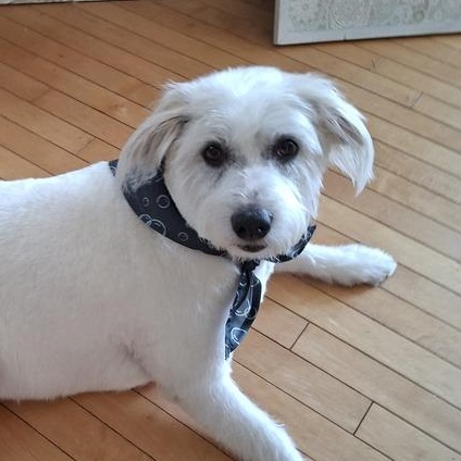 Mr. One of a Kind Alvin, Adoptable, Adult Male Spitz & Jack Russell Terrier.