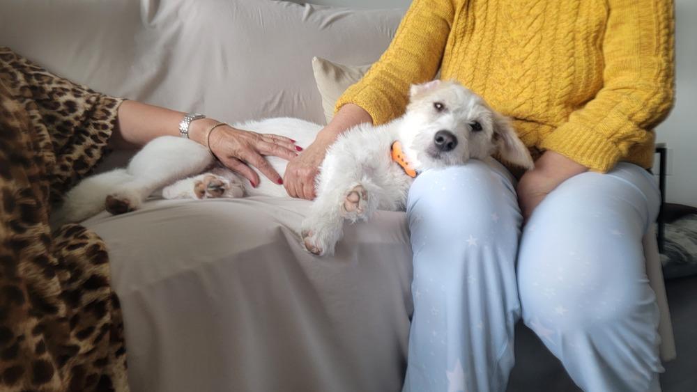 Enlarge Mr. One of a Kind Alvin, a Adoptable mixed breed in Vancouver, BC image 2/6