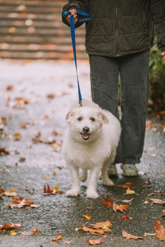 Enlarge Mr. One of a Kind Alvin, a Adoptable mixed breed in Vancouver, BC image 4/6