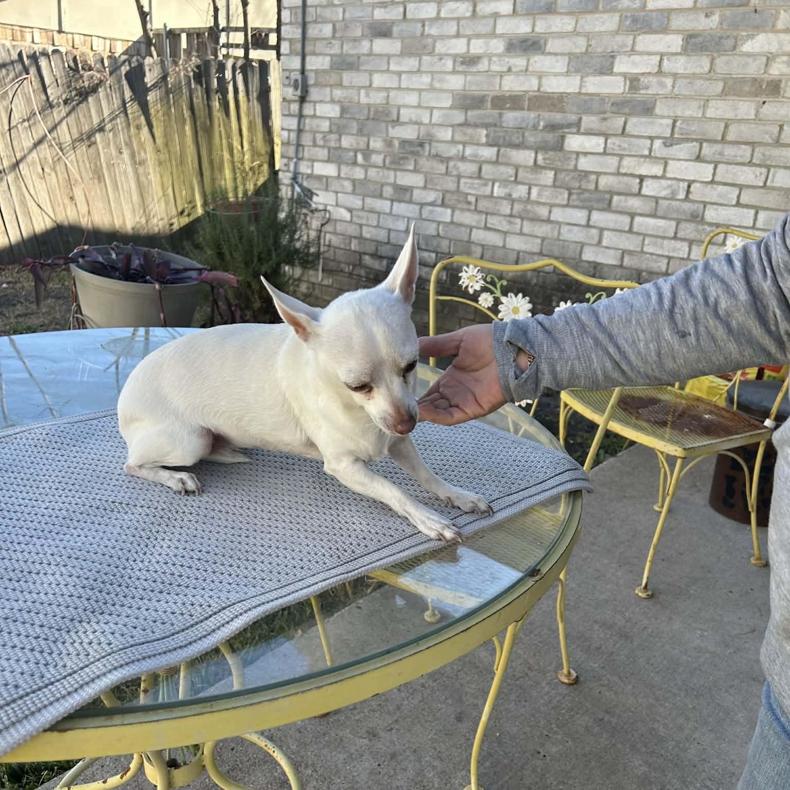 Enlarge PRINCESS, a Adoptable Chihuahua in allen, TX image 2/2