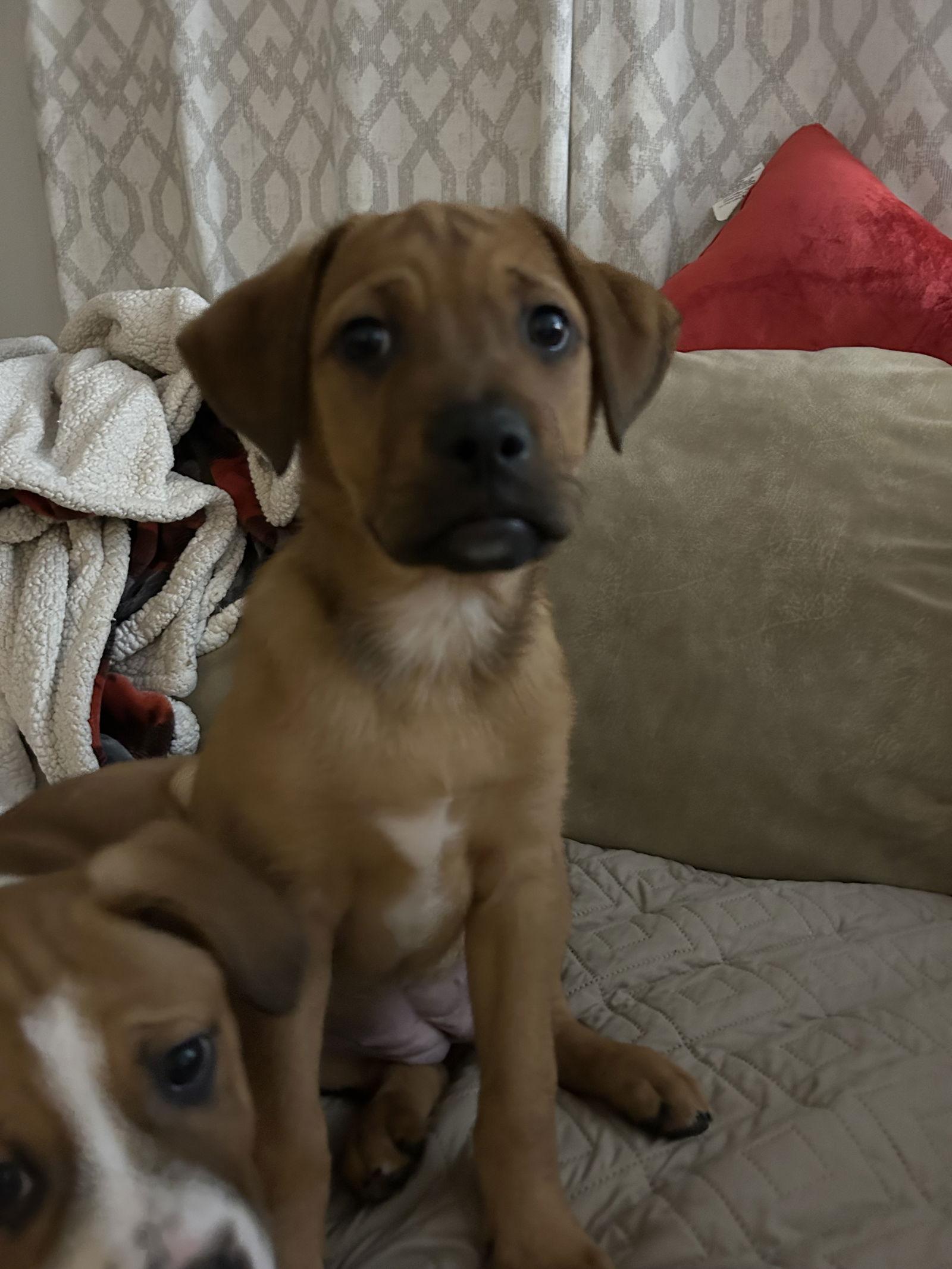 Bacon, Adoptable, Puppy Female Labrador Retriever & German Shepherd Dog.