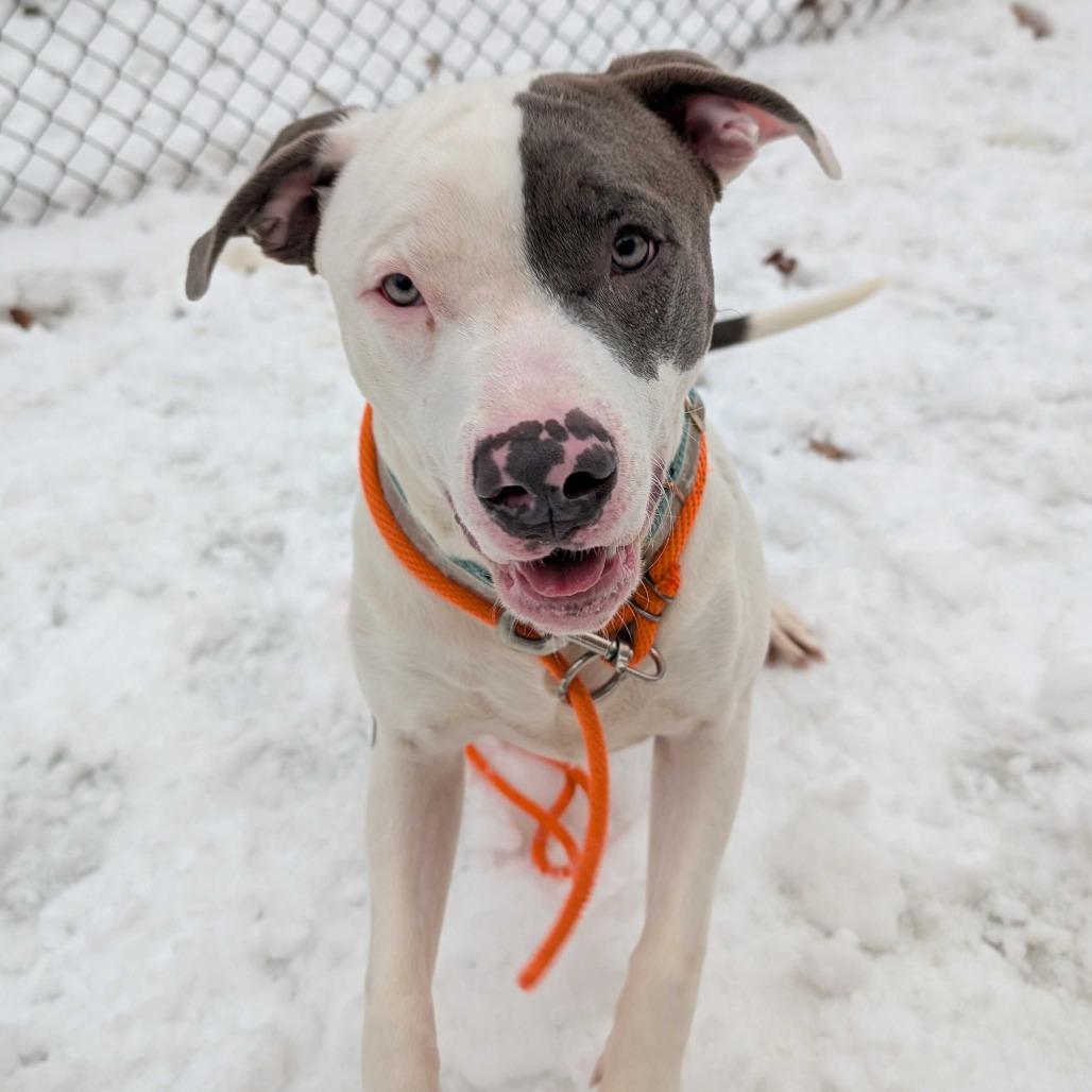 Data, Adoptable, Young Male American Staffordshire Terrier.