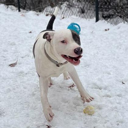 Data, a Adoptable American Staffordshire Terrier in Grand Rapids, MI image 2/5